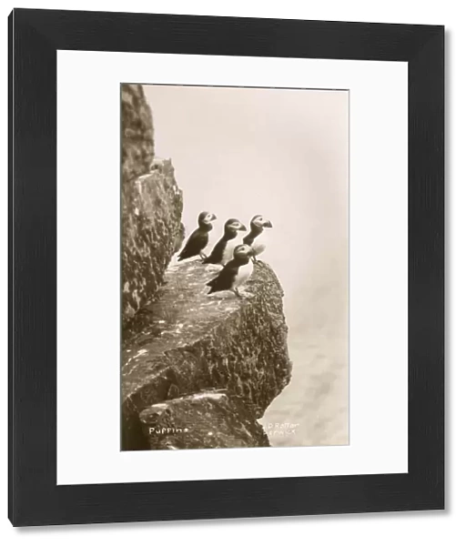 Puffins on a cliff ledge - Scotland