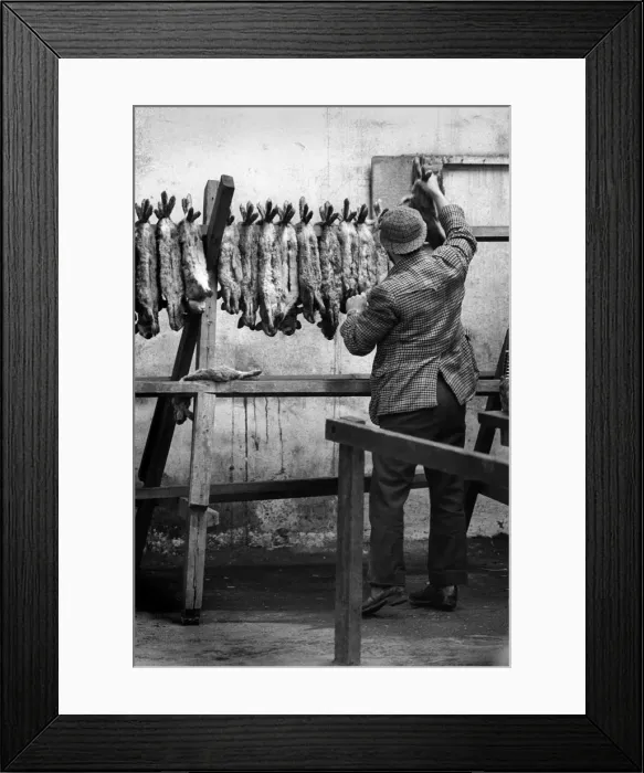 Framed Print : Gamekeeper with rabbits Framed Print : Gamekeeper with rabbits