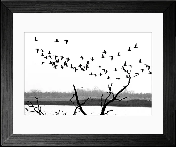 Framed Print : Geese, Rutland Water Framed Print : Geese, Rutland Water