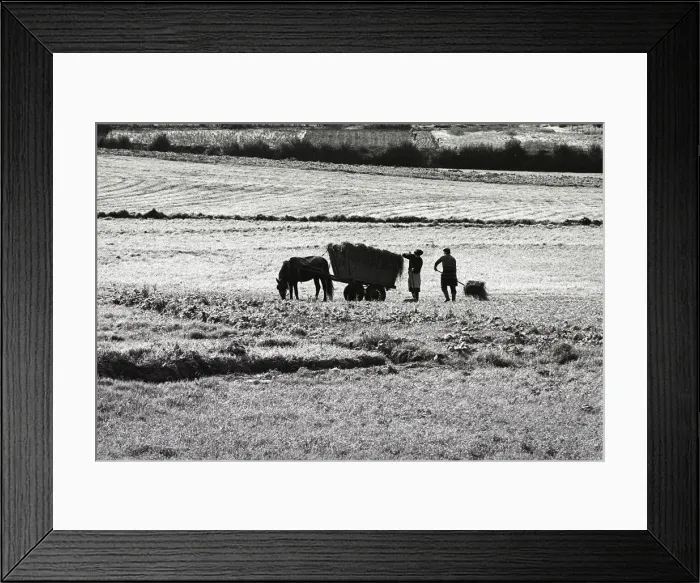 Framed Print : Horse and hay cart Portugal Framed Print : Horse and hay cart Portugal