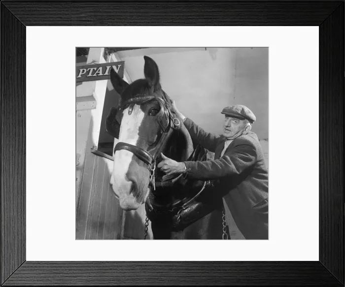 Framed Print : Short groom with tallest shire horse - 2 Framed Print : Short groom with tallest shire horse - 2