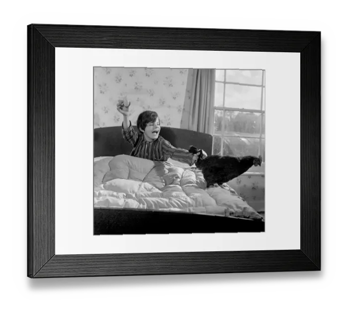 Framed Print : Eggs in bed hen Framed Print : Eggs in bed hen