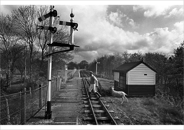 Goat on Bala Lake Railway line, N Wales