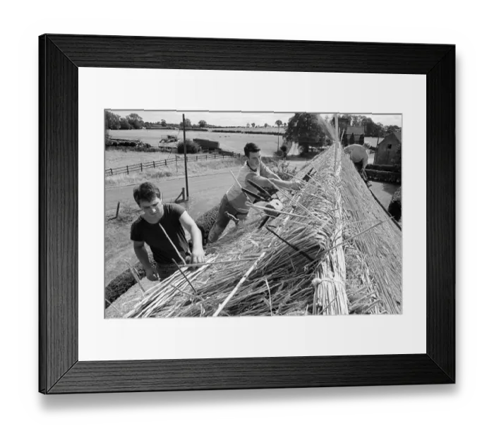 Framed Print : Thatching Isaac Walton Cottage - 1 Framed Print : Thatching Isaac Walton Cottage - 1