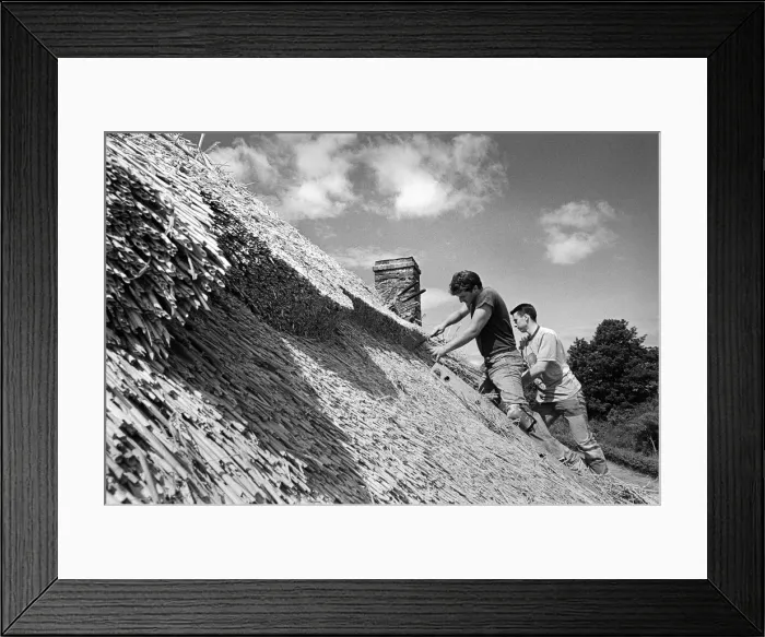 Framed Print : Thatching Isaac Walton Cottage -3 Framed Print : Thatching Isaac Walton Cottage -3