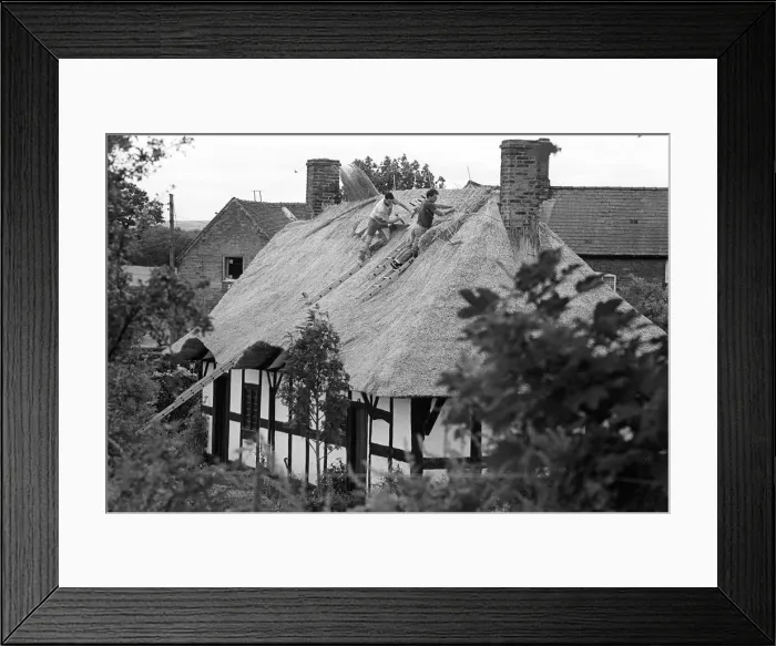 Framed Print : Thatching Isaac Walton Cottage - 2 Framed Print : Thatching Isaac Walton Cottage - 2