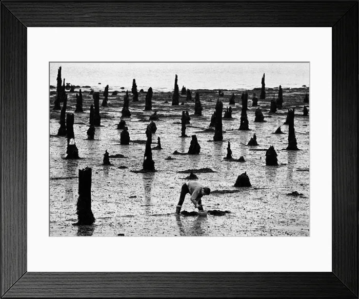 Framed Print : Bait digging, Lorient, France Framed Print : Bait digging, Lorient, France