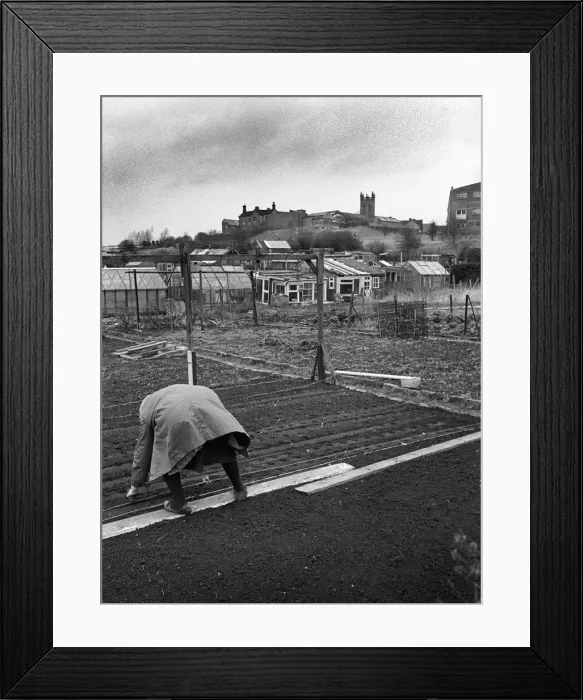 Framed Print : Woman on allotment - 1 Framed Print : Woman on allotment - 1