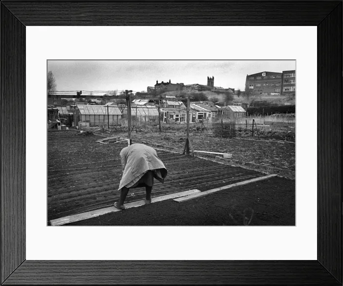 Framed Print : Woman on allotment - 2 Framed Print : Woman on allotment - 2