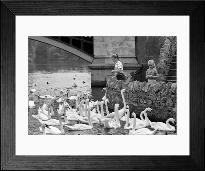 Framed Print : Girls with swans, River Thames, Windsor Framed Print : Girls with swans, River Thames, Windsor