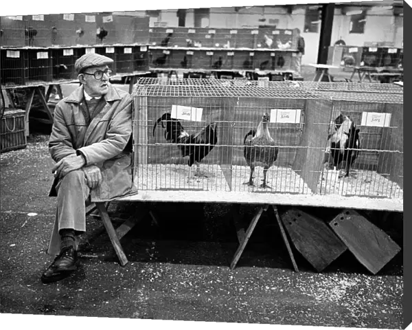 Poultry show, Staffordshire