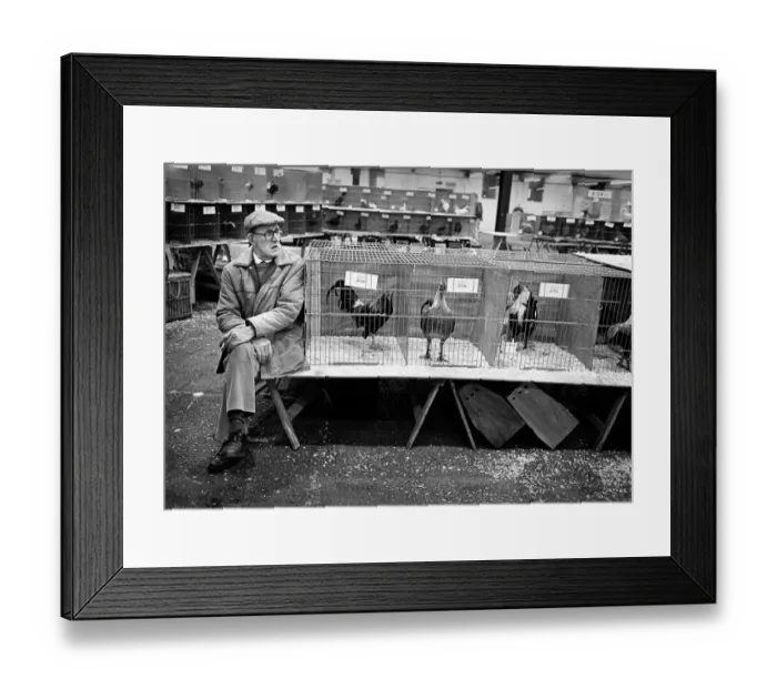 Framed Print : Poultry show, Staffordshire Framed Print : Poultry show, Staffordshire