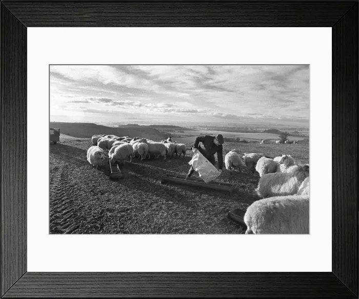 Framed Print : Wessex Ridgeway - farmer feeding sheep Framed Print : Wessex Ridgeway - farmer feeding sheep