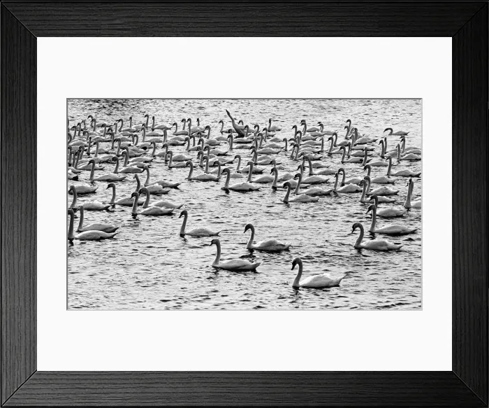 Framed Print : Berwick swans Framed Print : Berwick swans