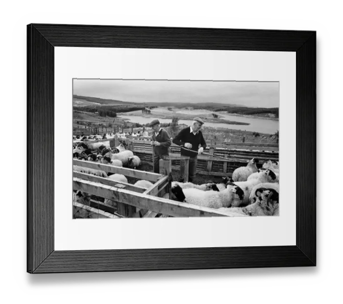 Framed Print : Farmers and sheep, Keilder Framed Print : Farmers and sheep, Keilder
