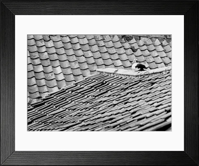 Framed Print : Sitting duck on Yorkshire roof Framed Print : Sitting duck on Yorkshire roof