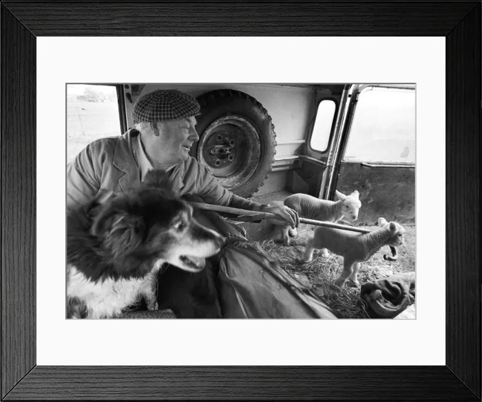 Framed Print : Farmer with lambs Framed Print : Farmer with lambs