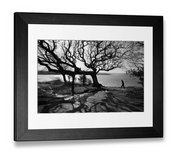 Framed Print : Oak woods, Pembrokeshire Coast Framed Print : Oak woods, Pembrokeshire Coast