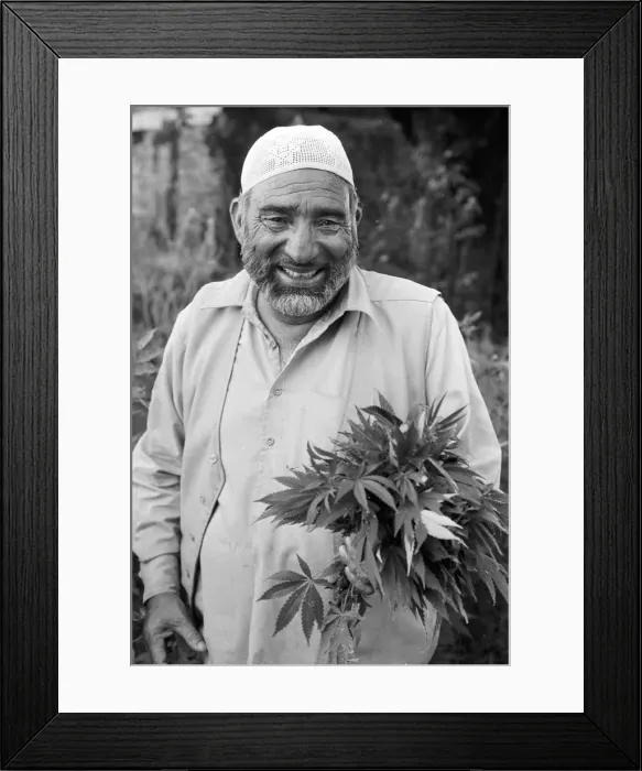 Framed Print : Man with marijuana Framed Print : Man with marijuana