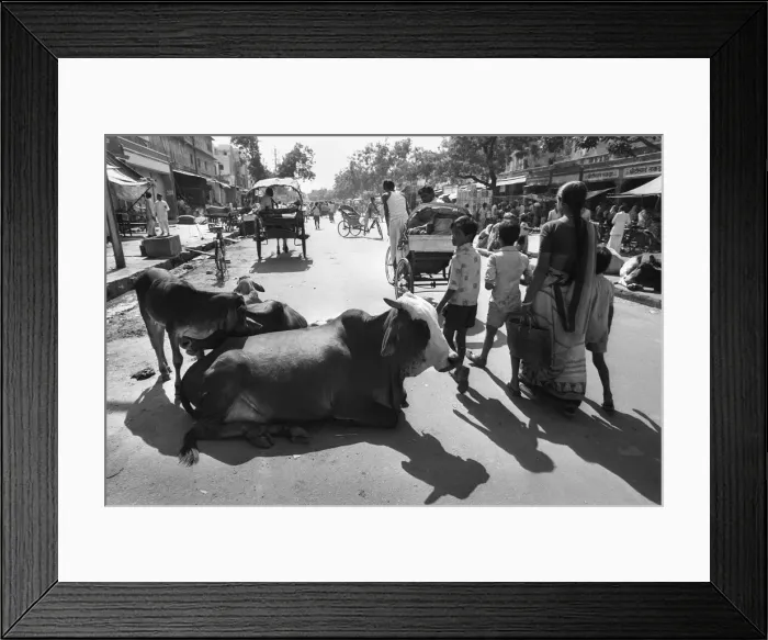 Framed Print : Cows in Jaipur street, India Framed Print : Cows in Jaipur street, India