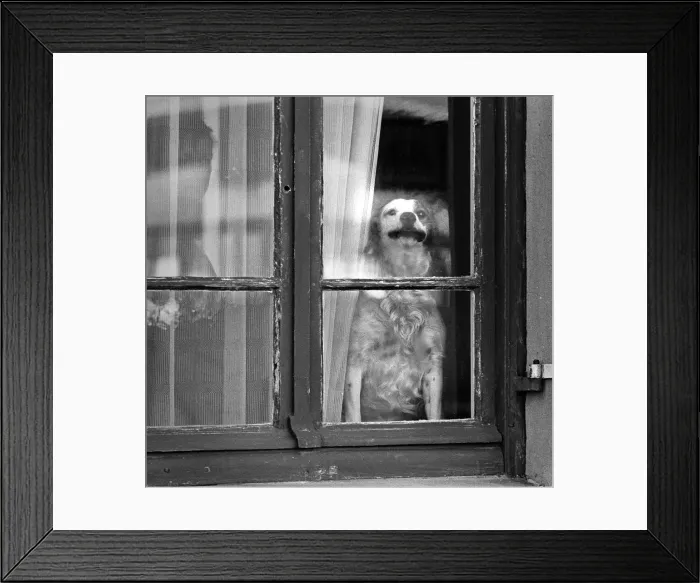 Framed Print : Dog in woindow, Normandy, France Framed Print : Dog in woindow, Normandy, France