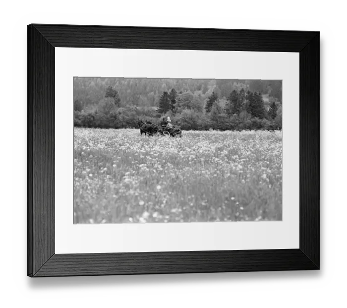 Framed Print : Horse carriage Bavaria Framed Print : Horse carriage Bavaria