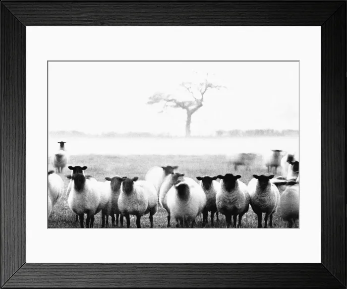 Framed Print : Sheep in Staffordshire Framed Print : Sheep in Staffordshire