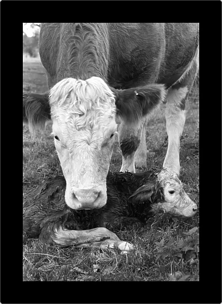 New born Hereford calf