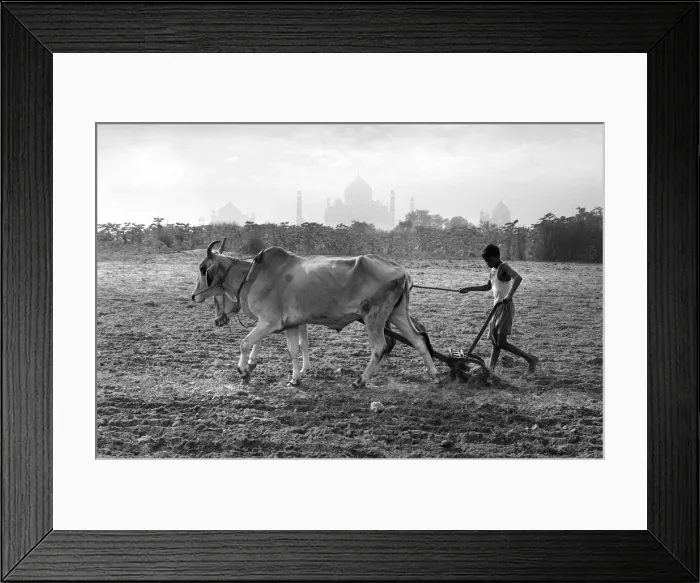 Framed Print : Ploughing with oxen, Taj Mahal, India Framed Print : Ploughing with oxen, Taj Mahal, India