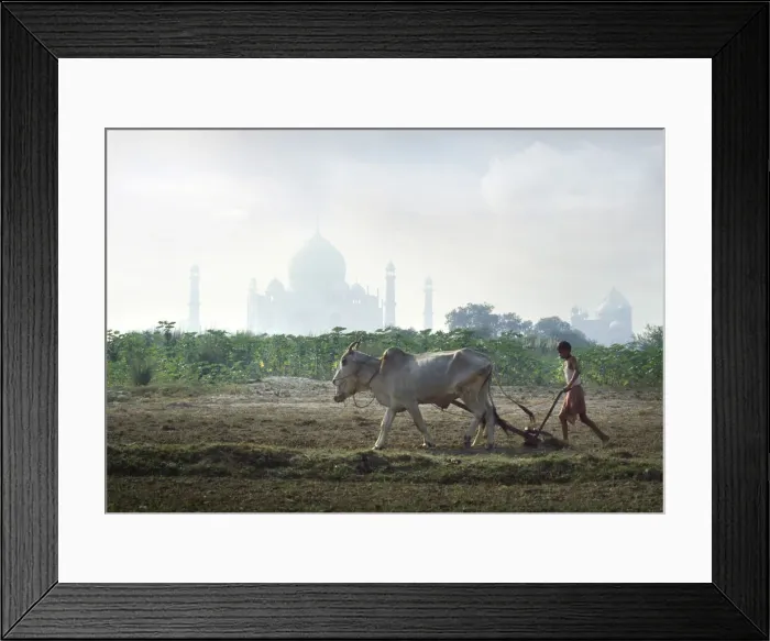 Framed Print : Ploughing with oxen, Taj Mahal, India Framed Print : Ploughing with oxen, Taj Mahal, India
