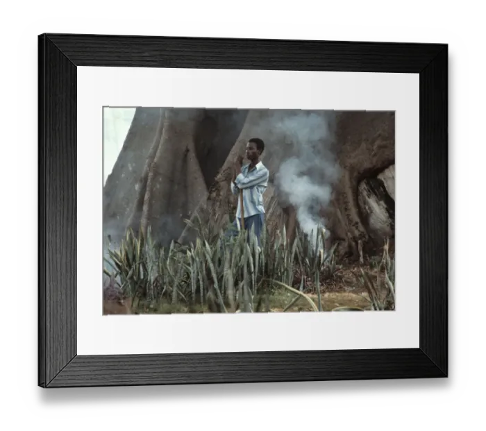 Framed Print : The Cotton Tree, Sierra Leone Framed Print : The Cotton Tree, Sierra Leone