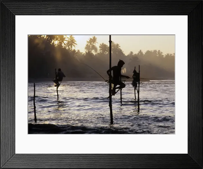 Framed Print : Pole fishermen, Sri Lanka - 3 Framed Print : Pole fishermen, Sri Lanka - 3