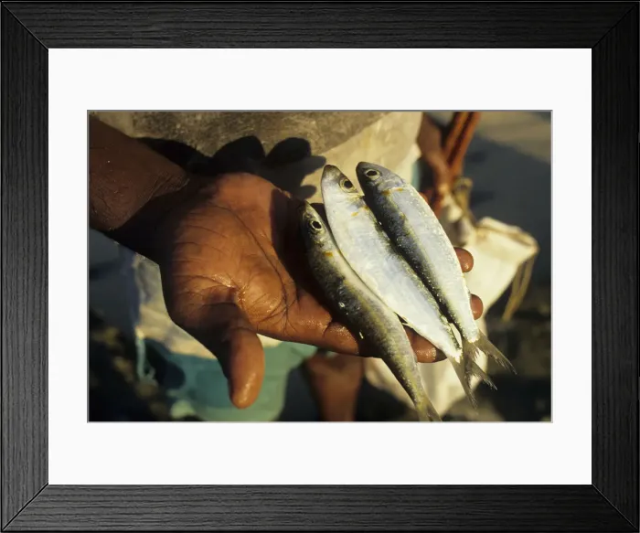 Framed Print : Sri Lankan pole fishermans catch Framed Print : Sri Lankan pole fishermans catch