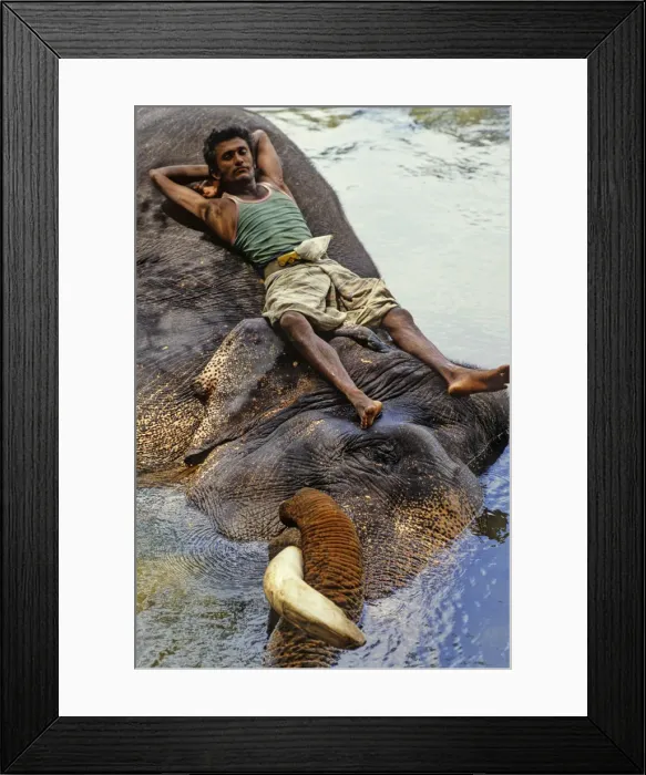 Framed Print : Mahout bathes an elephant, Sri Lanka - 1 Framed Print : Mahout bathes an elephant, Sri Lanka - 1