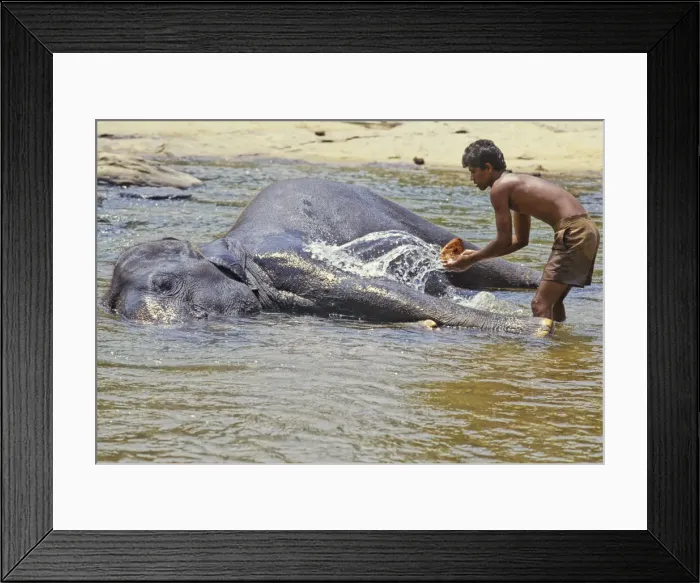 Framed Print : Mahout bathes an elephant, Sri Lanka - 3 Framed Print : Mahout bathes an elephant, Sri Lanka - 3