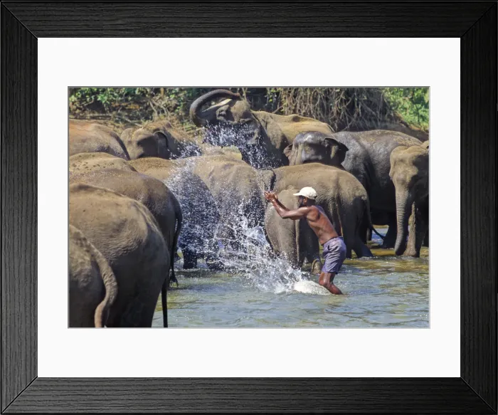 Framed Print : Mahout bathes an elephant, Sri Lanka - 4 Framed Print : Mahout bathes an elephant, Sri Lanka - 4