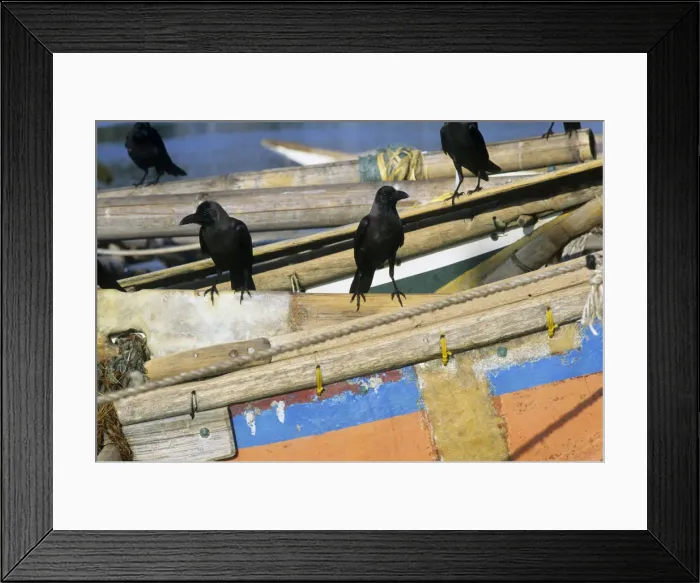 Framed Print : Crows on boats, Sri Lanka Framed Print : Crows on boats, Sri Lanka