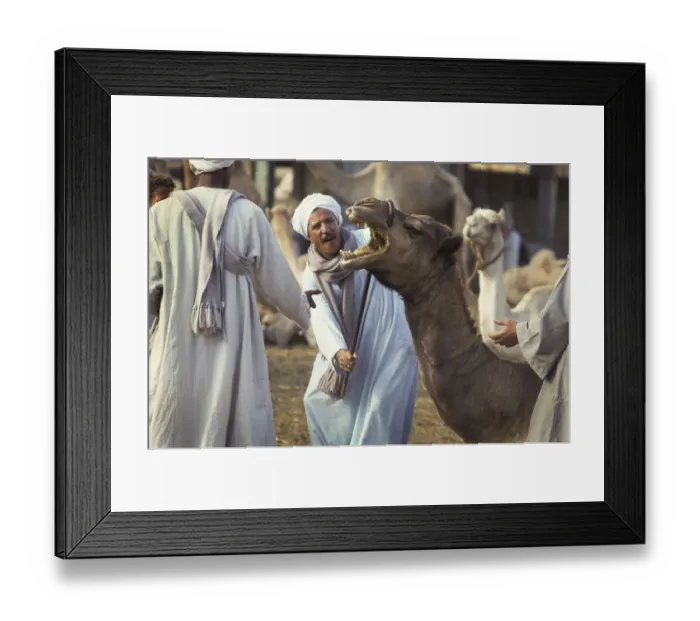 Framed Print : Camel traders Birqash, Cairo, Egypt Framed Print : Camel traders Birqash, Cairo, Egypt