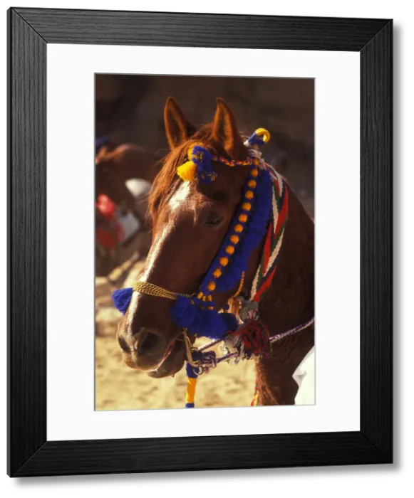 Framed Print : Arabian horse Framed Print : Arabian horse