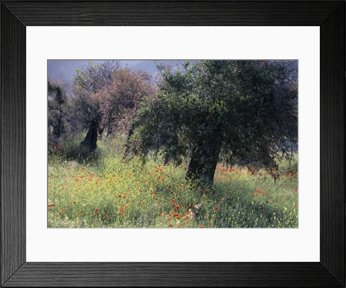 Framed Print : Olive grove, Thassos, Greece Framed Print : Olive grove, Thassos, Greece