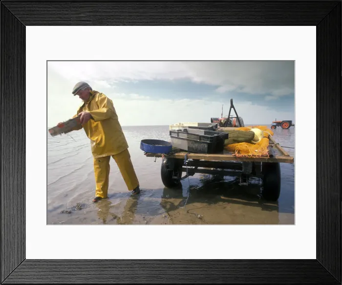 Framed Print : Shrimp fisherman, Flookborough, Morecambe Bay - 4 Framed Print : Shrimp fisherman, Flookborough, Morecambe Bay - 4