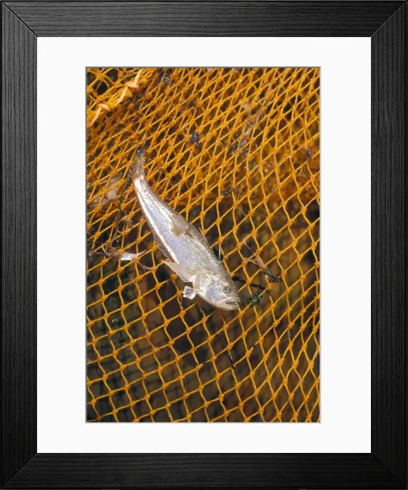 Framed Print : Shrimp fisherman, Flookborough, Morecambe Bay - 5 Framed Print : Shrimp fisherman, Flookborough, Morecambe Bay - 5
