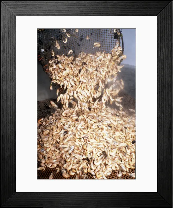 Framed Print : Shrimp fisherman, Flookborough, Morecambe Bay - 8 Framed Print : Shrimp fisherman, Flookborough, Morecambe Bay - 8