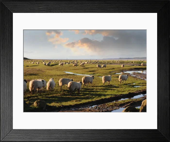 Framed Print : Sheep graze Flookborough saltings, Morecambe Bay Framed Print : Sheep graze Flookborough saltings, Morecambe Bay