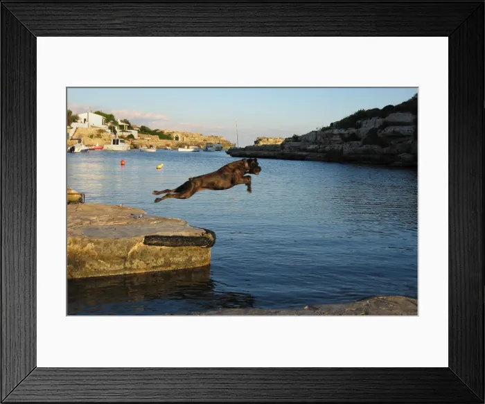 Framed Print : Black dog leaps into sea, Menorca Framed Print : Black dog leaps into sea, Menorca
