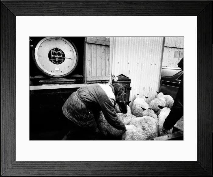 Framed Print : Bakewell, Derbyshire Cattle Market - 6 Framed Print : Bakewell, Derbyshire Cattle Market - 6