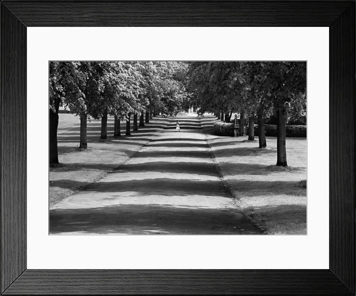 Framed Print : Quarry Park avenue of trees, Shrewsbury, Shropshire Framed Print : Quarry Park avenue of trees, Shrewsbury, Shropshire