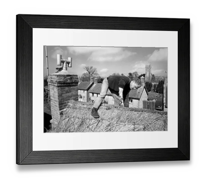Framed Print : Thatcher working on Somerset cottage -1