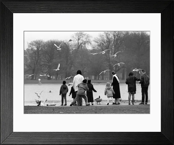 Framed Print : Seagulls and geese, Regents Park, London - 1 Framed Print : Seagulls and geese, Regents Park, London - 1