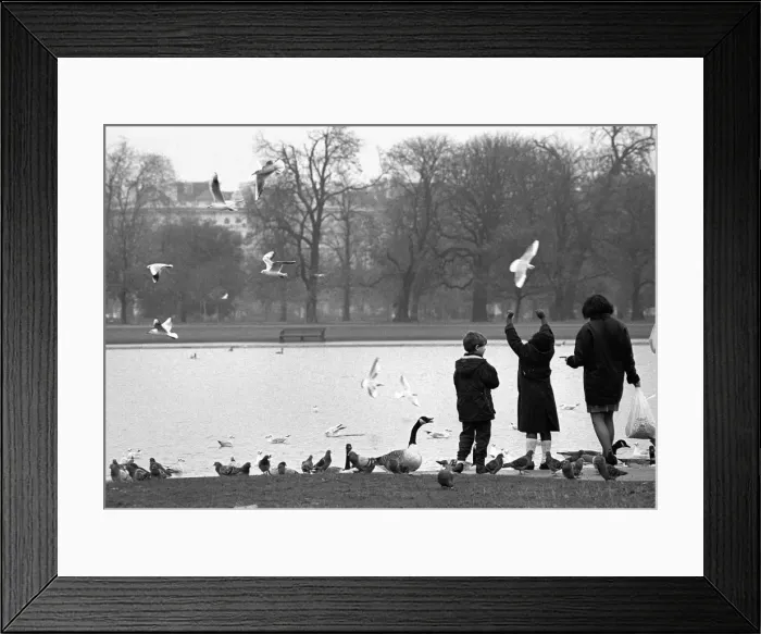 Framed Print : Seagulls and geese, Regents Park, London - 2 Framed Print : Seagulls and geese, Regents Park, London - 2